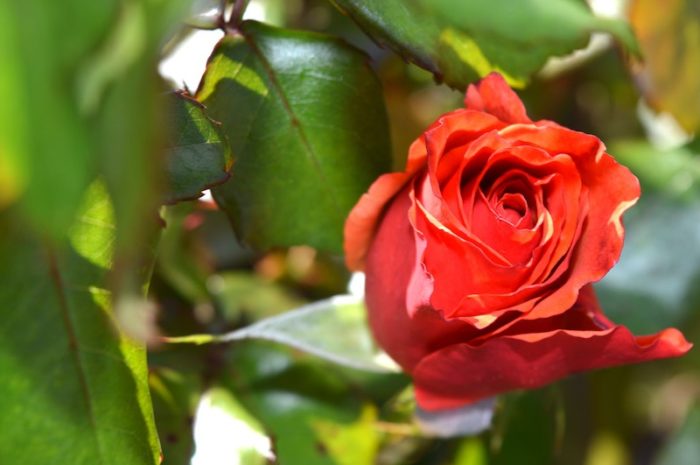 Quel engrais choisir pour son rosier : l’étude complète pour vous aider à faire fleurir vos rosiers