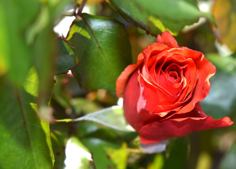 Quel engrais choisir pour ses rosiers ?