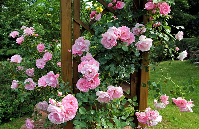 Bouture de rosier dans une pomme de terre : on plante une rose dans une pomme de terre et….