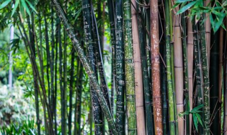 Bambous envahissants
