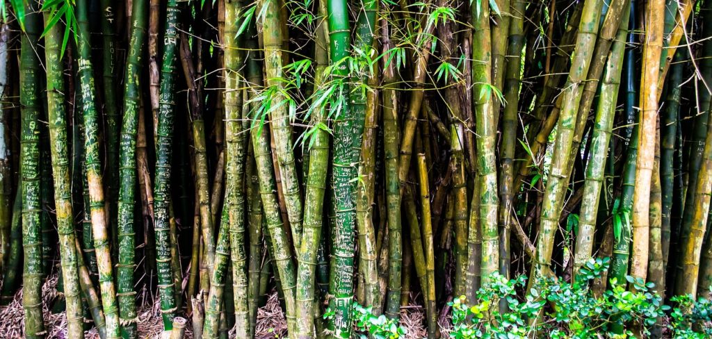 Bambou non traçant