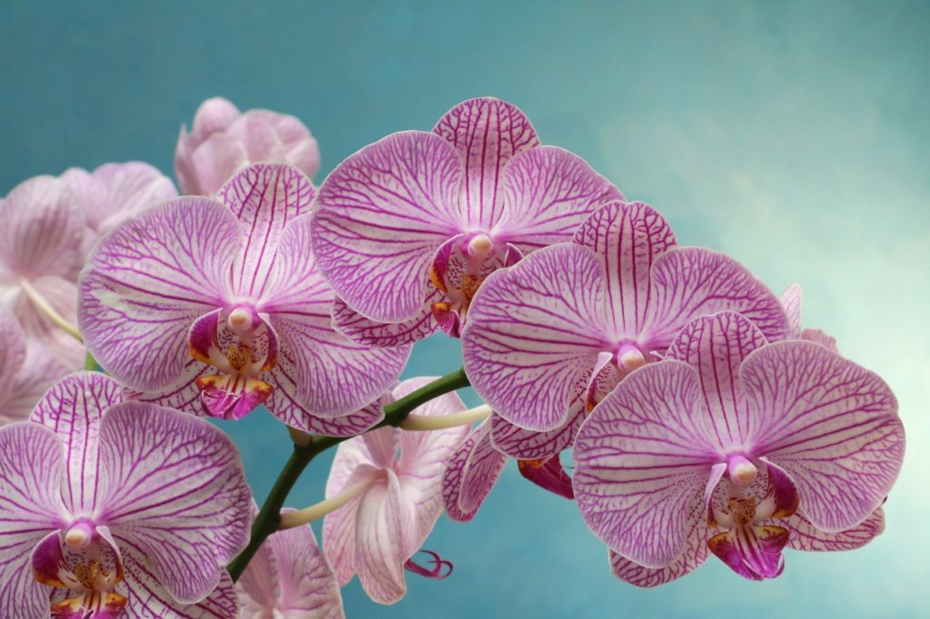 Belle orchidée mauve