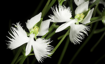 Orchidée aigrette blanche