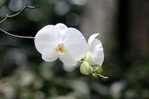 Orchidée papillon phalaenopsis