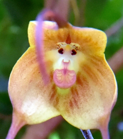 Orchidée à tête de singe