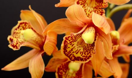 Belle orchidée orange