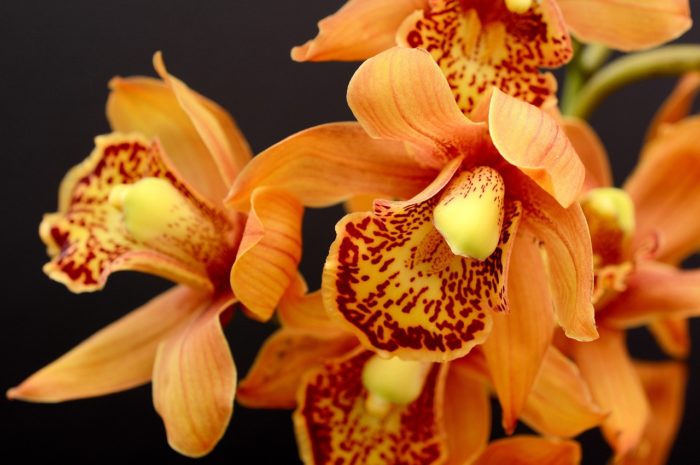Faire une bouture d’orchidées : mission impossible ou pas ?