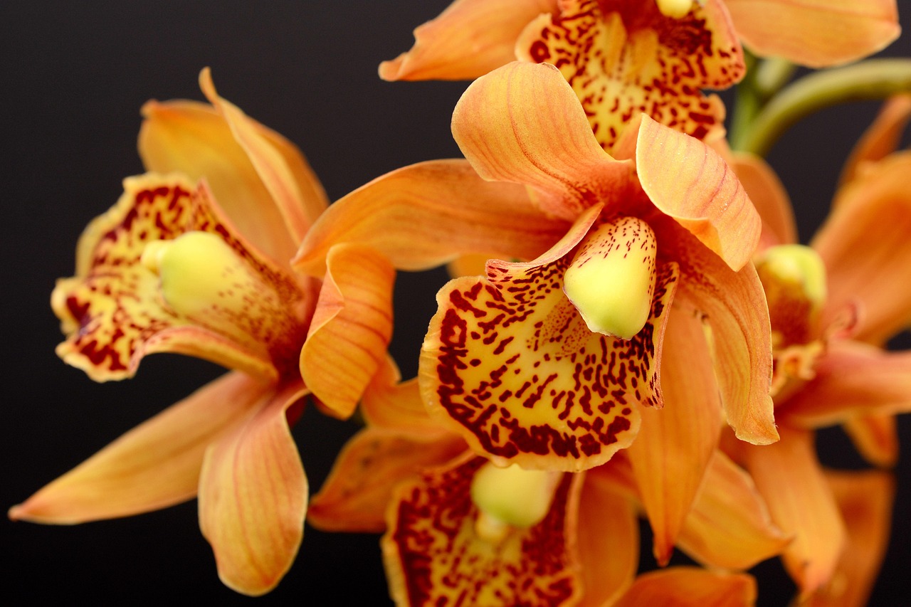 Belle orchidée orange