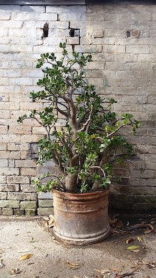 Grand arbre de jade - crassula ovata