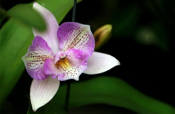 Entretenir orchidée