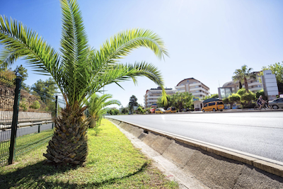 palmier au bord d'une route