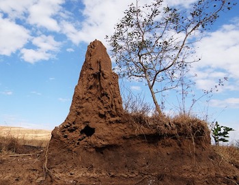 Habitat des termites