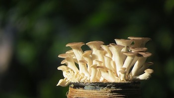 Comment faire pousser des champignons avec du marc de café ?