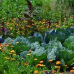 Les avantages de cultiver un jardin potager bio à la maison