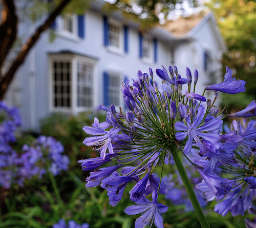 Agapanthe devant une maison