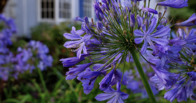 Agapanthe devant une maison