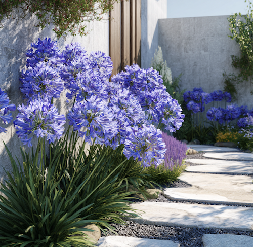 agapanthe devant une allée