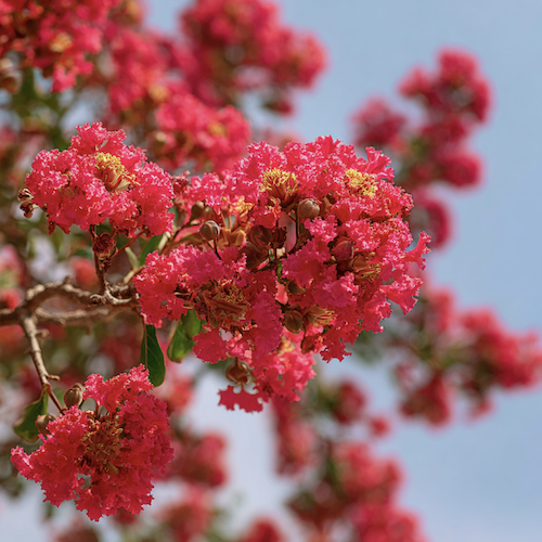 Branche avec fleurs de Lilas des Indes rouge