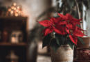 Fleur de Noël rouge - Poinsettia