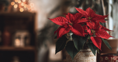 Fleur de Noël rouge - Poinsettia