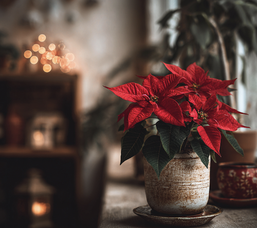 Fleur de Noël rouge - Poinsettia