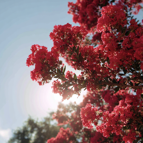 Fleurs rouges de Lilas des Indes