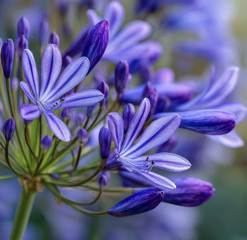 focus sur la fleur d'agapanthe