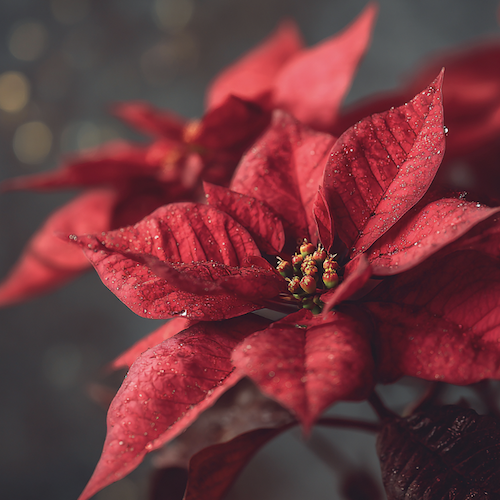 Fleur rouge de Noel
