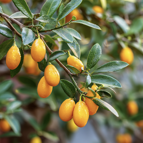 Kumquatier plein de fruits