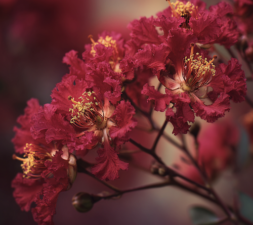 Lilas des Indes rouge