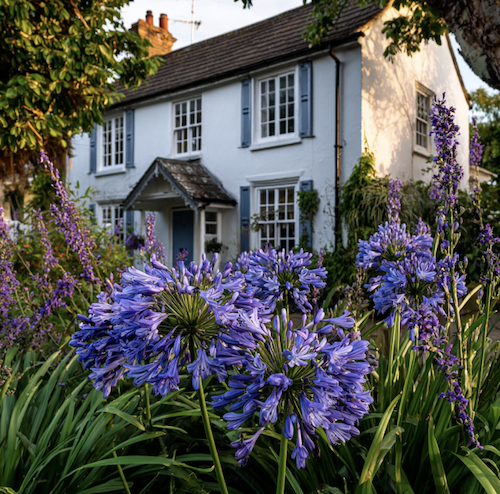 agapanthe devant une maison