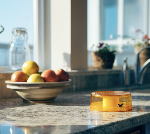 Moucherons dans la cuisine