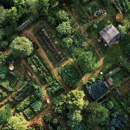 Grand potager en permaculture