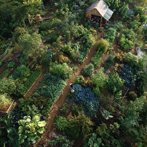 Grand potager permaculture