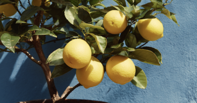 Arrosage d'un citronnier en pot