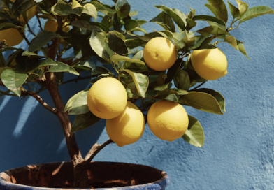 Arrosage d'un citronnier en pot