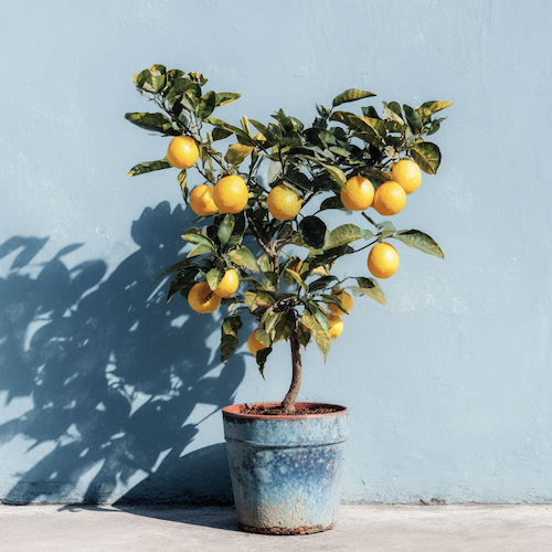 Arrosage d'un citronnier en pot