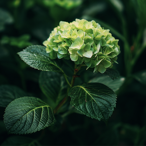 Bouture d'hortensia