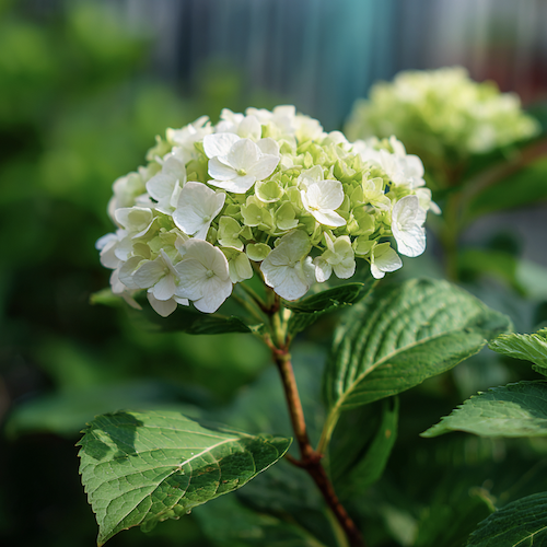 Bouture d'hortensia
