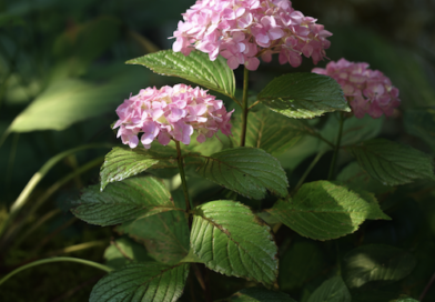 Bouture d'hortensia
