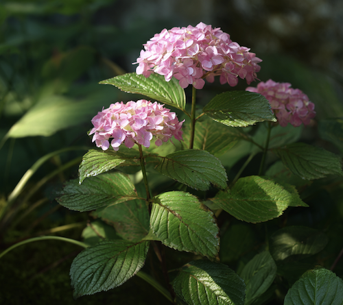 Bouture d'hortensia