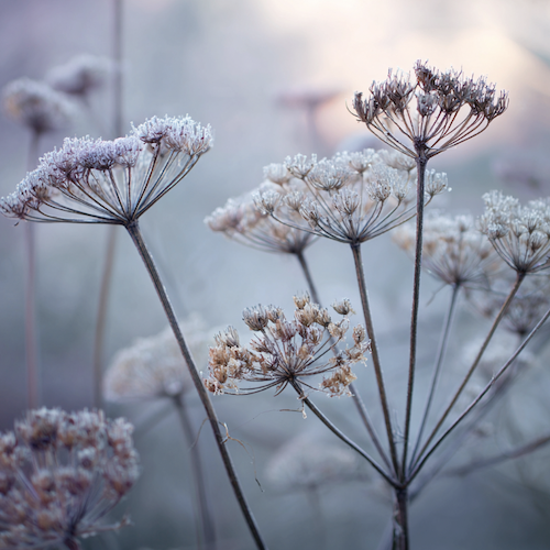 Gel saints de Glace 2026