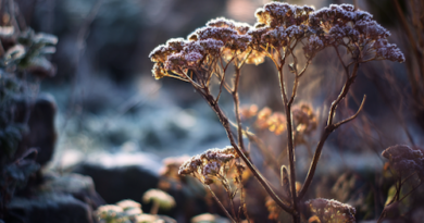 Gel saints de Glace 2026