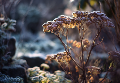 Gel saints de Glace 2026