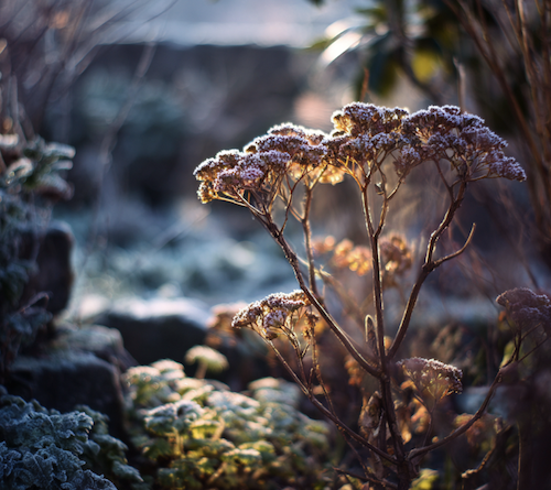 Gel saints de Glace 2026