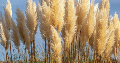 Interdiction des herbes de la pampa