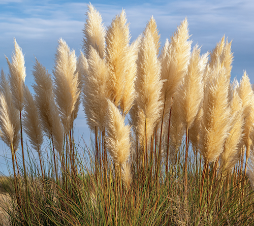 Interdiction des herbes de la pampa