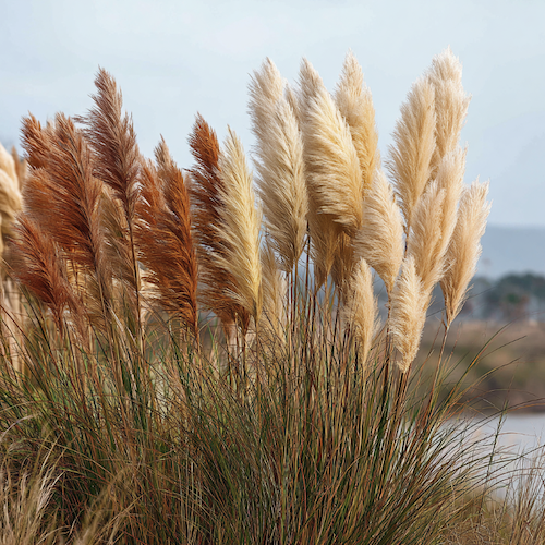 Interdiction des herbes de la pampa