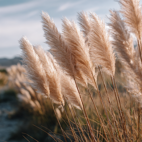 Interdiction des herbes de la pampa