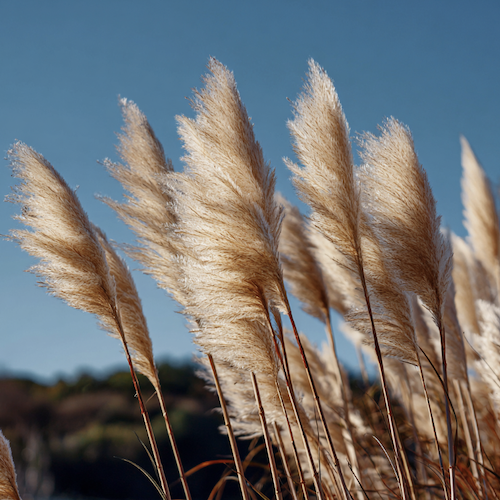 Interdiction des herbes de la pampa